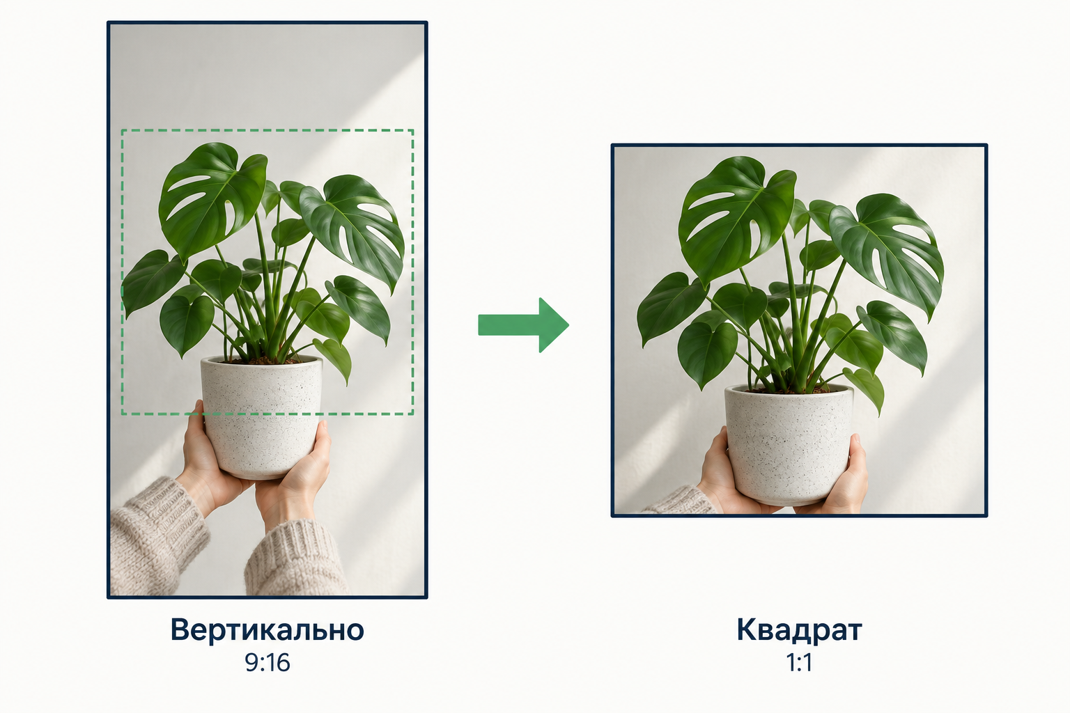 Одно комнатное растение в вертикальном кадре и квадратной обрезке того же снимка