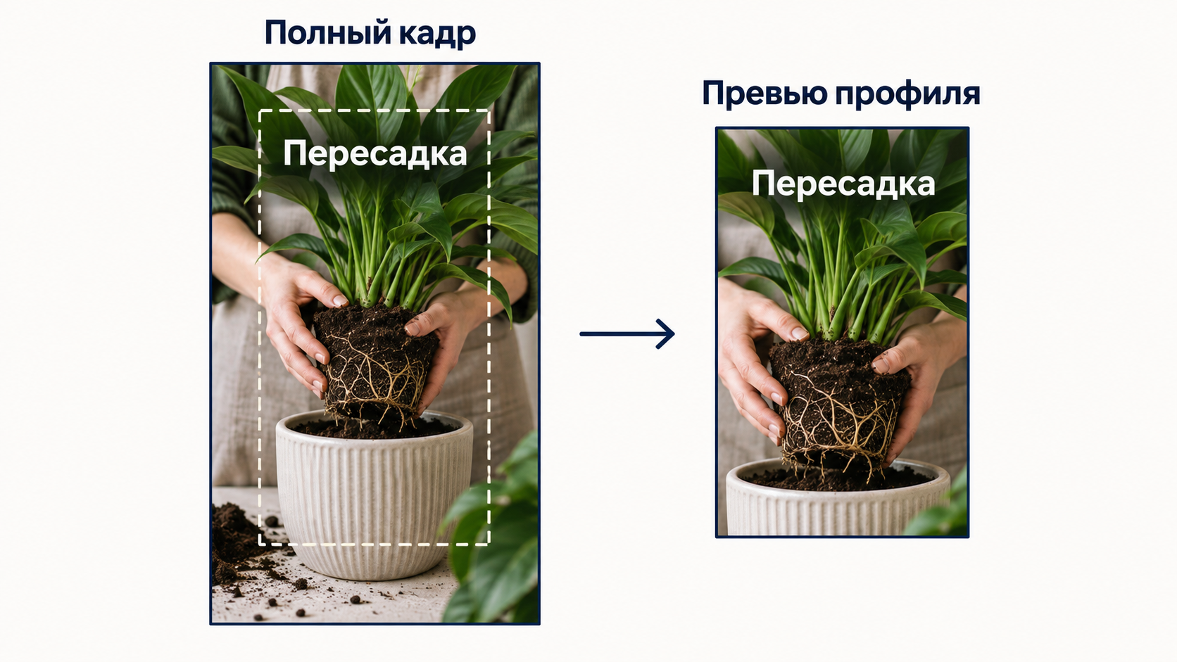 Полный вертикальный кадр растения и его уменьшенное превью в профиле